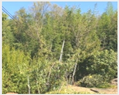  2024Ÿ8973    ƻ縮 101      (1)