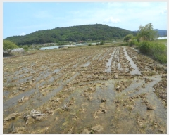  2024Ÿ��101677 ��� �ȵ��� ǳõ�� ���縮 768      ���ð��