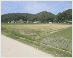  2024Ÿ��2091 ��� ���ֽ� �̻�� �žϸ� 529-12      ����(��)���