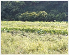  2024Ÿ103444  ȭ ȭ  944-1      (1)