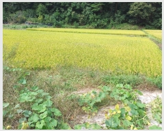  2024Ÿ103444  ȭ ȭ  944-1      (1)