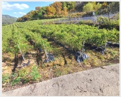  2024Ÿ103826  ȵ ȸ 긮 911      (1)