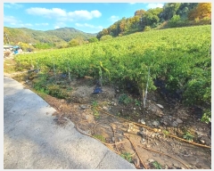  2024Ÿ103826  ȵ ȸ 긮 911      (1)