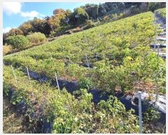  2024Ÿ103826  ȵ ȸ 긮 911      (1)