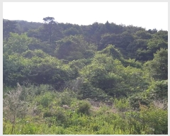  2024Ÿ��11920 ��� ���ֽ� �곻�� ������ 2492      ����(��1)���