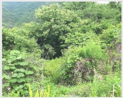  2024Ÿ��11920 ��� ���ֽ� �곻�� ������ 2492      ����(��1)���