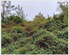  2024Ÿ14028  ֽ   177      (1)