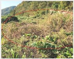  2024Ÿ14363  ֽ   1345      ()