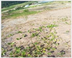  2024Ÿ2568  ֽ 糲 ⱸ 72      (Ӿ)