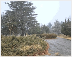  2024Ÿ��14516 ��� ���ֽ� õ���� 205-33       ��Ÿ�������