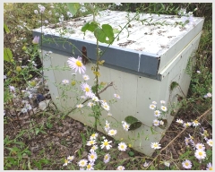  2024Ÿ2707  õ Ҹ  338      ()