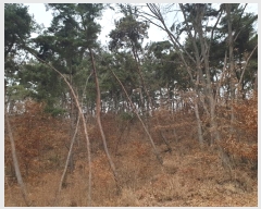  2024Ÿ18467  ̽  ȣ 11-14      (Ӿ)