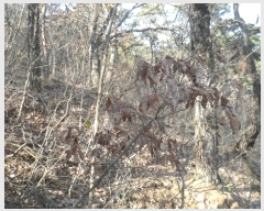  2024Ÿ��77 ��� ���̽� ��õ�� ��� ��1      ����(�Ӿ�)���