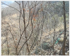  2024Ÿ��77 ��� ���̽� ��õ�� ��� ��1      ����(�Ӿ�)���