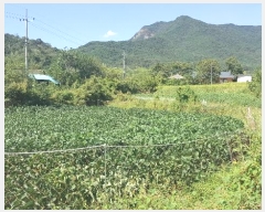  2024Ÿ��16195 ��� ���̽� ����� �۰ 113-1      ����(��1)���