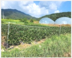  2024Ÿ��16195 ��� ���̽� ����� �۰ 113-1      ����(��1)���