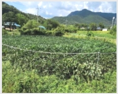  2024Ÿ��16195 ��� ���̽� ����� �۰ 113-1      ����(��1)���