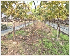  2024Ÿ17426  õ  Ÿ 424      (1)