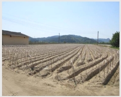  2024Ÿ��735  �����