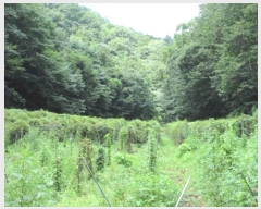  2024Ÿ1271   ϸ  278-1      ()