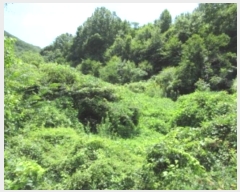  2024Ÿ1271   ϸ  278-1      ()