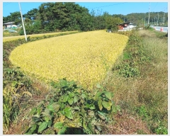  2024Ÿ1738  õ   543      (Ӿ)