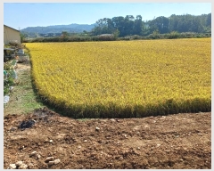  2024Ÿ1738  õ   543      (Ӿ)