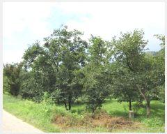  2024Ÿ71911  ֽ  Ÿ 32-3      (1)