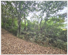  2024Ÿ��72341 ��� ����� ���� �캻�� 492-2      ����(����)���