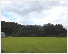  2024Ÿ��72341 ��� ����� ���� �캻�� 492-2      ����(����)���