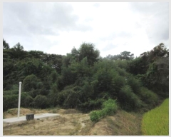  2024Ÿ��72341 ��� ����� ���� �캻�� 492-2      ����(����)���