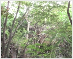  2024Ÿ��72341 ��� ����� ���� �캻�� 492-2      ����(����)���