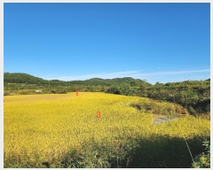  2024Ÿ1585  õ ȣ ۰ 461      ()