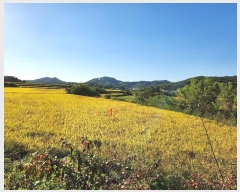  2024Ÿ1585  õ ȣ ۰ 461      ()