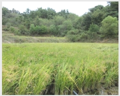  2024Ÿ1721  õ ȣ 긮 703      ()