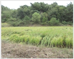  2024Ÿ1721  õ ȣ 긮 703      ()