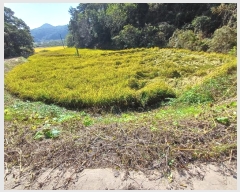  2024Ÿ1721  õ ȣ 긮 703      ()