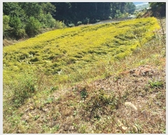  2024Ÿ1721  õ ȣ 긮 703      ()