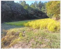  2024Ÿ1721  õ ȣ 긮 703      ()