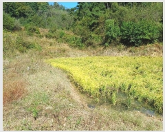  2024Ÿ1721  õ ȣ 긮 703      ()