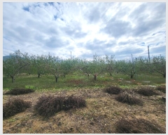  2024Ÿ��1783 ��� ���ֽ� ���̵� 84-4       ����(������)���