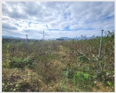  2024Ÿ��1783 ��� ���ֽ� ���̵� 84-4       ����(������)���