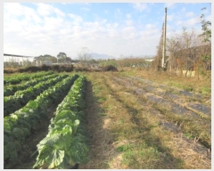  2024Ÿ��1783 ��� ���ֽ� ���̵� 84-4       ����(������)���