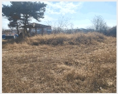  2024Ÿ��1820 ��� ����� ���ŵ� 393       ����(������)���