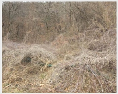  2024Ÿ��1967 ��� ����� ������ ��õ�� 655      ����(��1)���