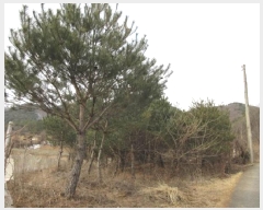  2024Ÿ��1967 ��� ����� ������ ��õ�� 655      ����(��1)���