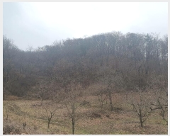  2024Ÿ��1981  �Ӿ߰��