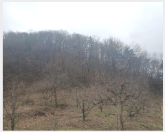  2024Ÿ��1981  �Ӿ߰��