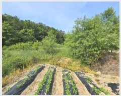  2024Ÿ295 뱸  Һ Ȳ 606      ()