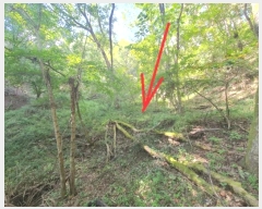  2024Ÿ��11455 ��� û�۱� û���� �Ŵ븮 274      ����(����)���